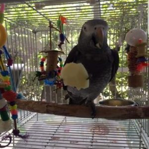 Benny African Grey parrot