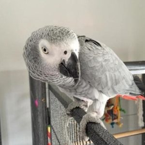 African Grey parrot Dan