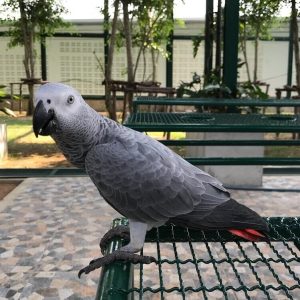 Jack African Grey for sale