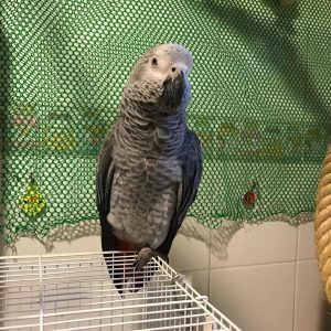 Kenny African Grey Parrot