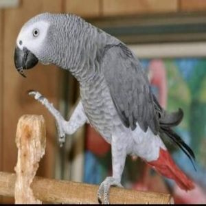 Lizzy African Grey parrot