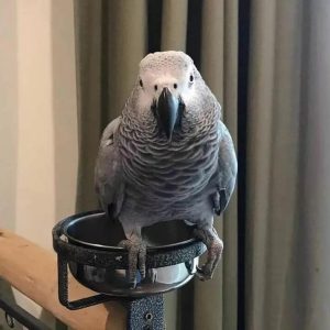 African Grey Parrot | Timy